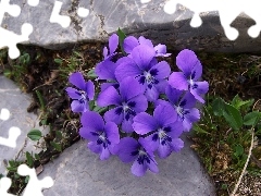 pansy, Stones