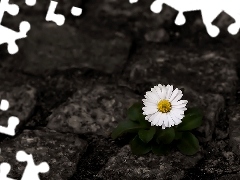 Colourfull Flowers, daisy, Stones