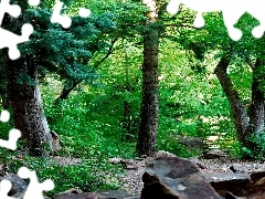 Stones, Green, forest