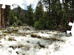 forest, River, Stones, tear