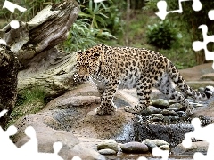 Leopards, Stones