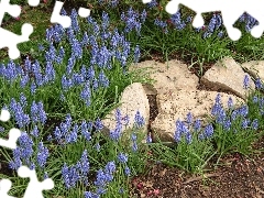 Muscari, Stones