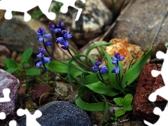 Stones, Blue, primroses