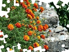 Tagetes, Stones