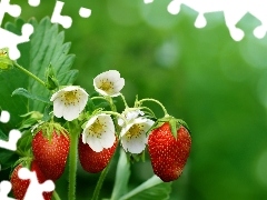 strawberries