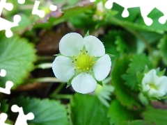 Strawberries, White, Flower