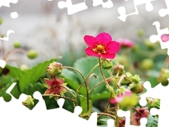 strawberries, Pink, Flowers