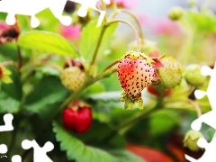 maturing, strawberries