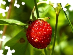 Mature, strawberry