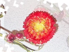 Graphic Effect, Helichrysum, Strawflower