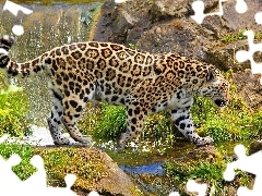 stream, Panther, rocks