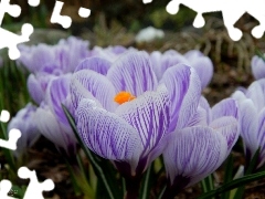 stripes, crocuses, purple