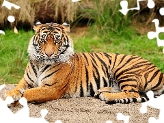 stripes, majestic, tiger
