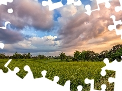 clouds, grass, summer, Meadow