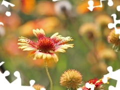 gaillardia aristata, Flower, summer