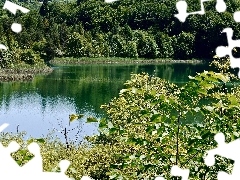 forest, Bush, summer, lake