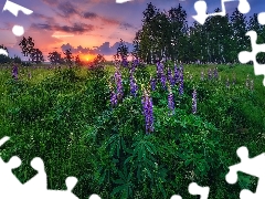 viewes, Great Sunsets, summer, trees, lupine