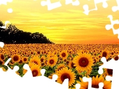 Nice sunflowers, Great Sunsets, summer, Flowers