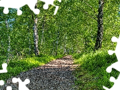 birch, trees, Path, summer, Way, viewes