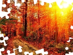 sun, autumn, Way, rays, forest