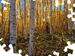 Leaf, forest, sun, autumn, rays, birch