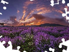 sun, clouds, Field, west, lavender