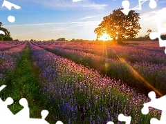Field, west, sun, lavender