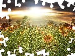 Field, west, sun, sunflowers