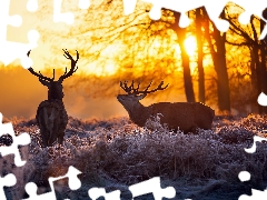sun, forest, Meadow, luminosity, Przebijaj?ce, Deer, frosted, dawn, flash, ligh