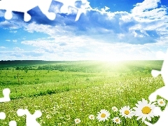 clouds, Meadow, sun, Flowers, rays, woods