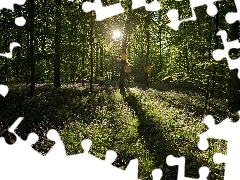 forest, Przebijające, sun, Flowers