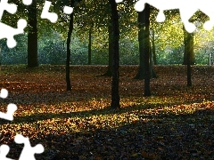 forest, rays, sun, Przebijające