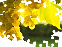 Grapes, sun