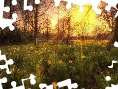 grass, rays, sun, Daffodils