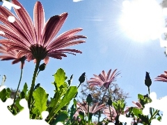 growing, Sky, sun, gerberas