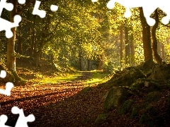 Way, forest, Przebijające, Stones, sun, Scotland, luminosity, viewes, trees, flash, ligh