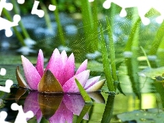 Lily, rays, sun, water