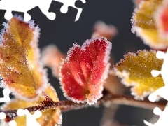 ligh, frosty, flash, Leaf, branch, sun, luminosity