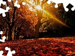 ligh, forest, flash, Przebijające, autumn, sun, luminosity