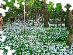 ligh, Flowers, flash, Przebijające, forest, sun, luminosity