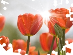 ligh, Tulips, flash, Przebijaj?ce, Red, sun, luminosity