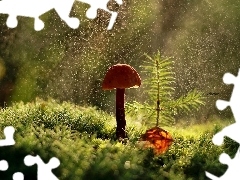 ligh, forest, flash, Rain, Mushrooms, sun, luminosity