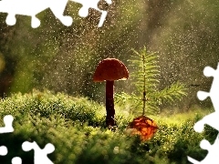 ligh, forest, flash, Rain, Mushrooms, sun, luminosity