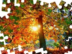 maple, west, sun, Autumn