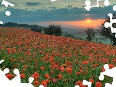 Meadow, west, sun, papavers