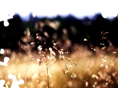 Meadow, west, sun, Plants