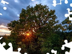 rays of the Sun, trees, oak