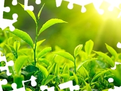 green ones, rays, sun, plants