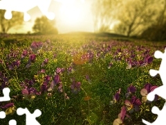 sun, Meadow, pansies