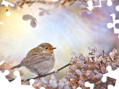 ligh, Bird, flash, Dry Plants, robin, sun, luminosity